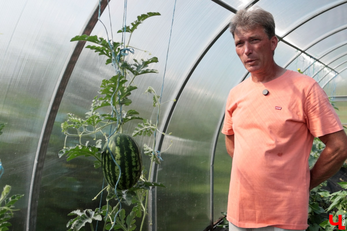 Жители Владимирской области подводят дачные итоги прошедшего лета. И они заставляют не на шутку удивиться! На участках в регионе взрастили настоящую экзотику в виде персиков и арбузов, а также собрали плоды самых непривычных размеров.