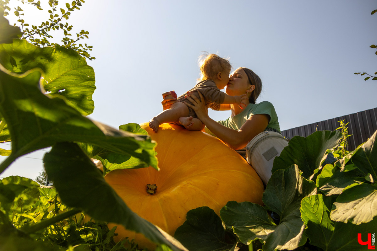 Жители Владимирской области подводят дачные итоги прошедшего лета. И они заставляют не на шутку удивиться! На участках в регионе взрастили настоящую экзотику в виде персиков и арбузов, а также собрали плоды самых непривычных размеров.