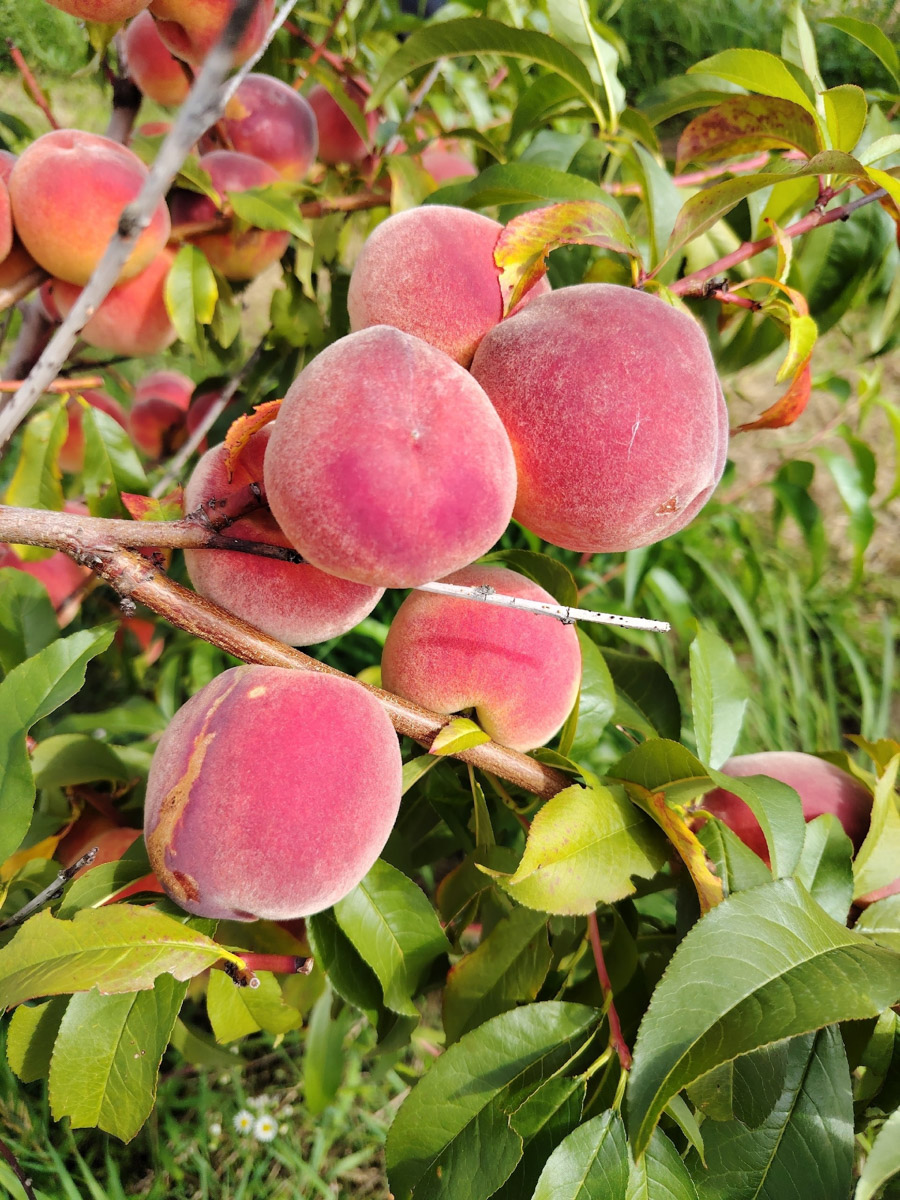 Жители Владимирской области подводят дачные итоги прошедшего лета. И они заставляют не на шутку удивиться! На участках в регионе взрастили настоящую экзотику в виде персиков и арбузов, а также собрали плоды самых непривычных размеров.