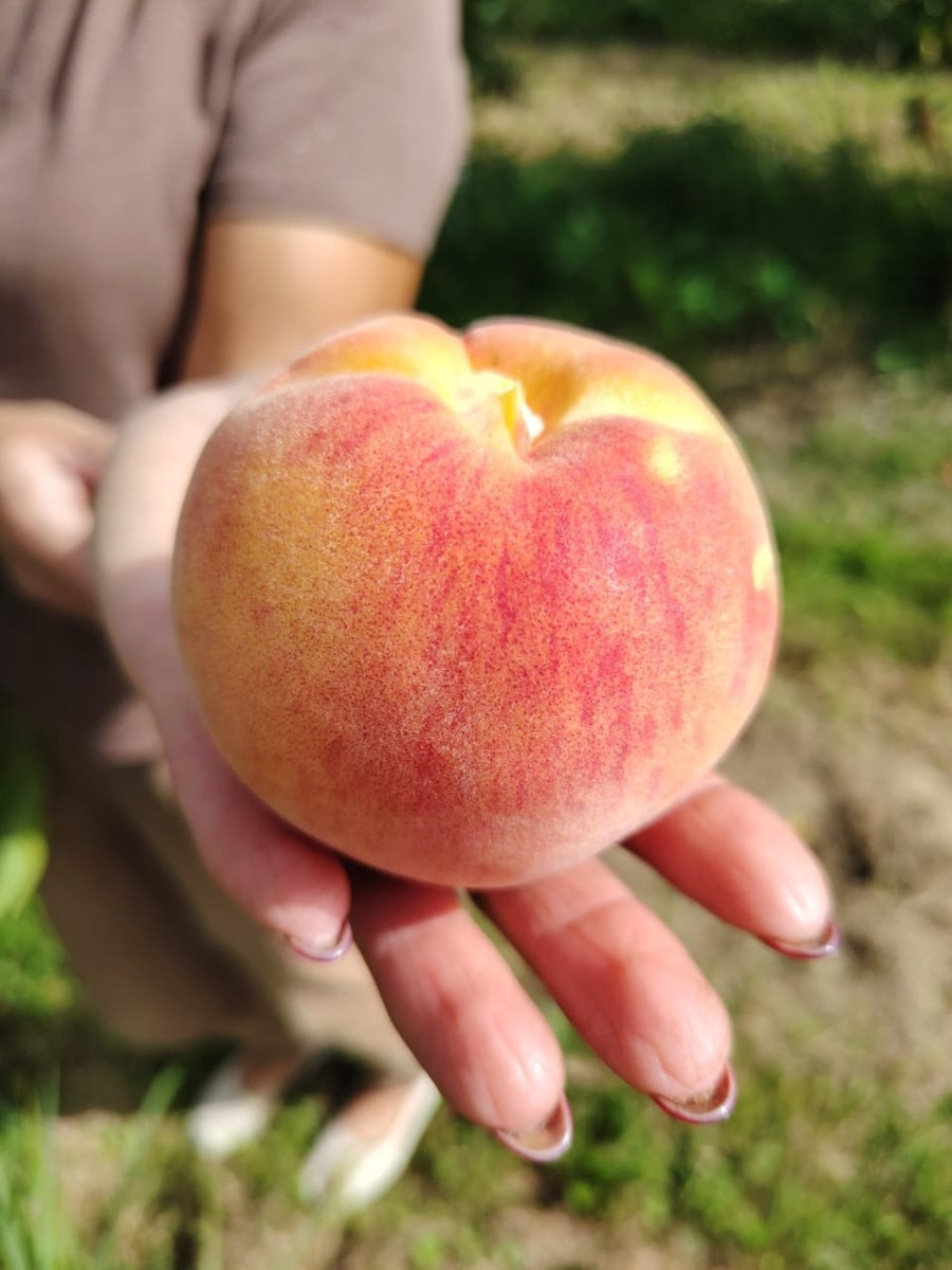 Жители Владимирской области подводят дачные итоги прошедшего лета. И они заставляют не на шутку удивиться! На участках в регионе взрастили настоящую экзотику в виде персиков и арбузов, а также собрали плоды самых непривычных размеров.
