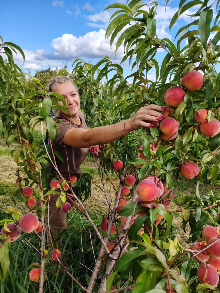 Жители Владимирской области подводят дачные итоги прошедшего лета. И они заставляют не на шутку удивиться! На участках в регионе взрастили настоящую экзотику в виде персиков и арбузов, а также собрали плоды самых непривычных размеров.