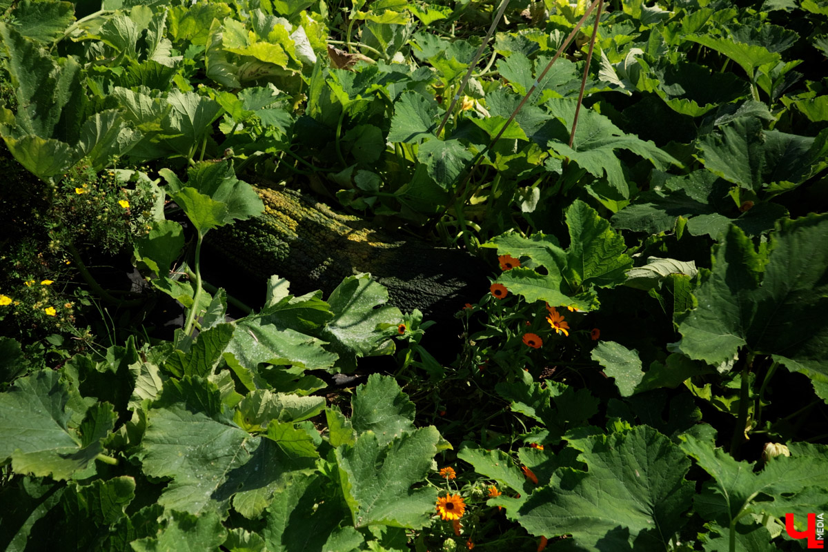 Жители Владимирской области подводят дачные итоги прошедшего лета. И они заставляют не на шутку удивиться! На участках в регионе взрастили настоящую экзотику в виде персиков и арбузов, а также собрали плоды самых непривычных размеров.