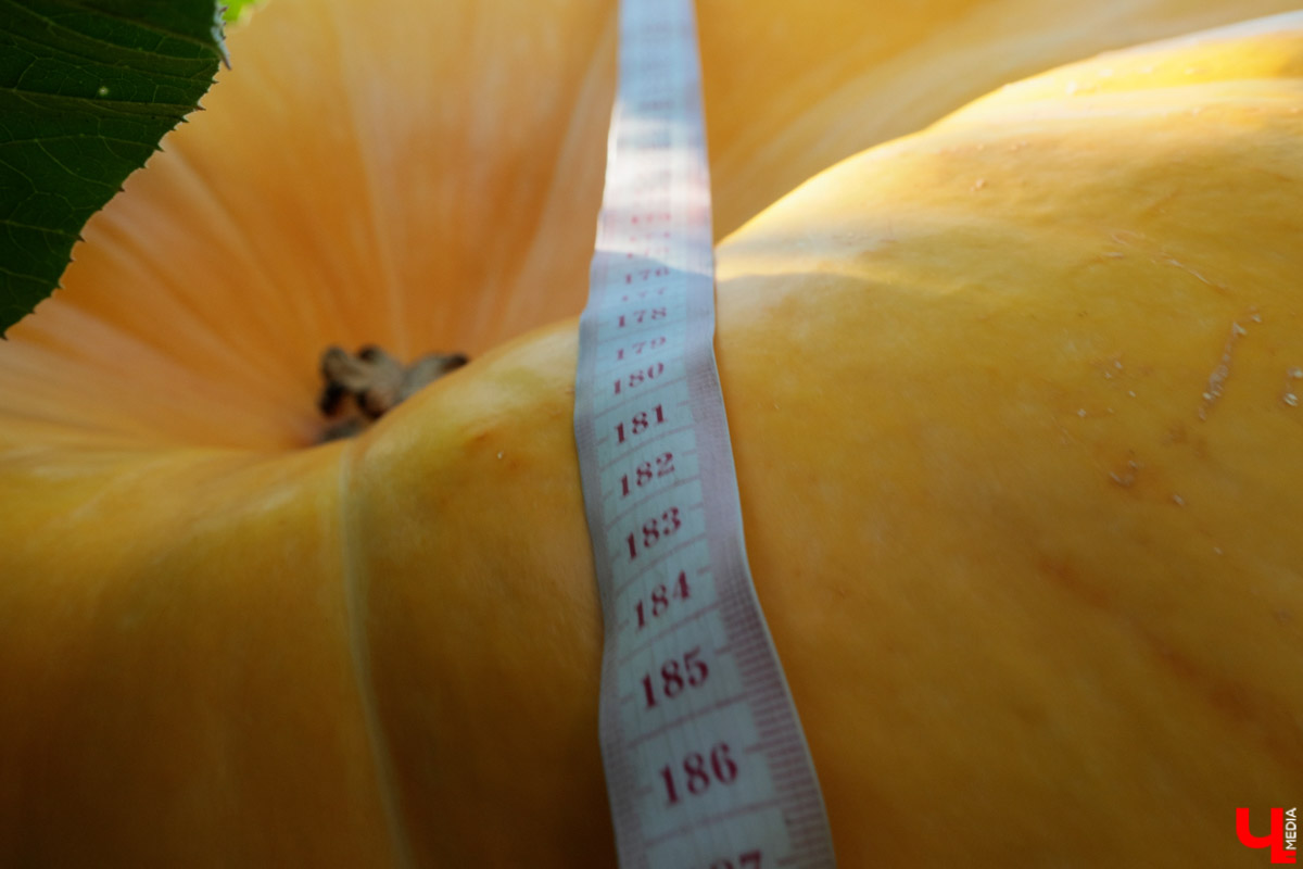 Жители Владимирской области подводят дачные итоги прошедшего лета. И они заставляют не на шутку удивиться! На участках в регионе взрастили настоящую экзотику в виде персиков и арбузов, а также собрали плоды самых непривычных размеров.