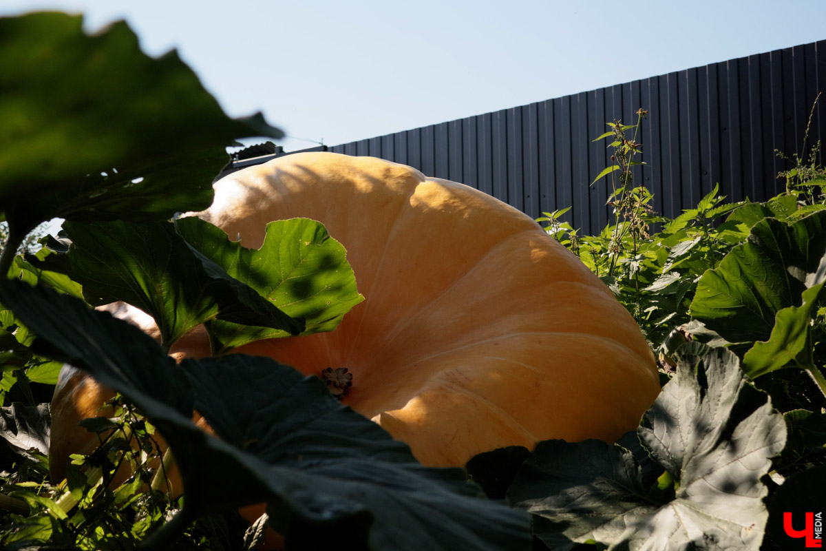 Жители Владимирской области подводят дачные итоги прошедшего лета. И они заставляют не на шутку удивиться! На участках в регионе взрастили настоящую экзотику в виде персиков и арбузов, а также собрали плоды самых непривычных размеров.