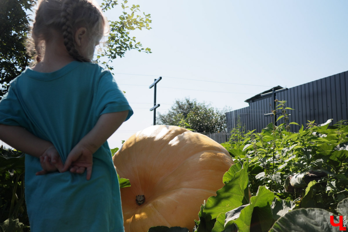 Жители Владимирской области подводят дачные итоги прошедшего лета. И они заставляют не на шутку удивиться! На участках в регионе взрастили настоящую экзотику в виде персиков и арбузов, а также собрали плоды самых непривычных размеров.