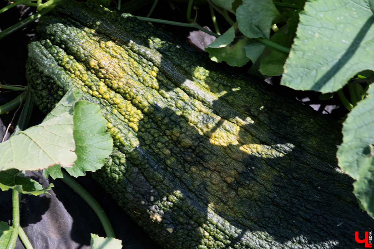 Жители Владимирской области подводят дачные итоги прошедшего лета. И они заставляют не на шутку удивиться! На участках в регионе взрастили настоящую экзотику в виде персиков и арбузов, а также собрали плоды самых непривычных размеров.