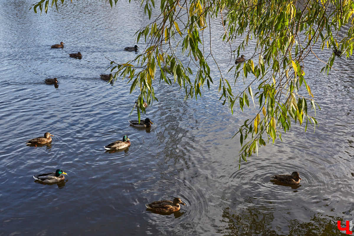 Владимирские улицы не перестают преображаться. В середине лета внешний вид улучшили сразу несколько зон отдыха. На них город, конечно, не остановился. К началу осени ожил еще ряд скверов, а некоторые точки притяжения поставили в режим ожидания.