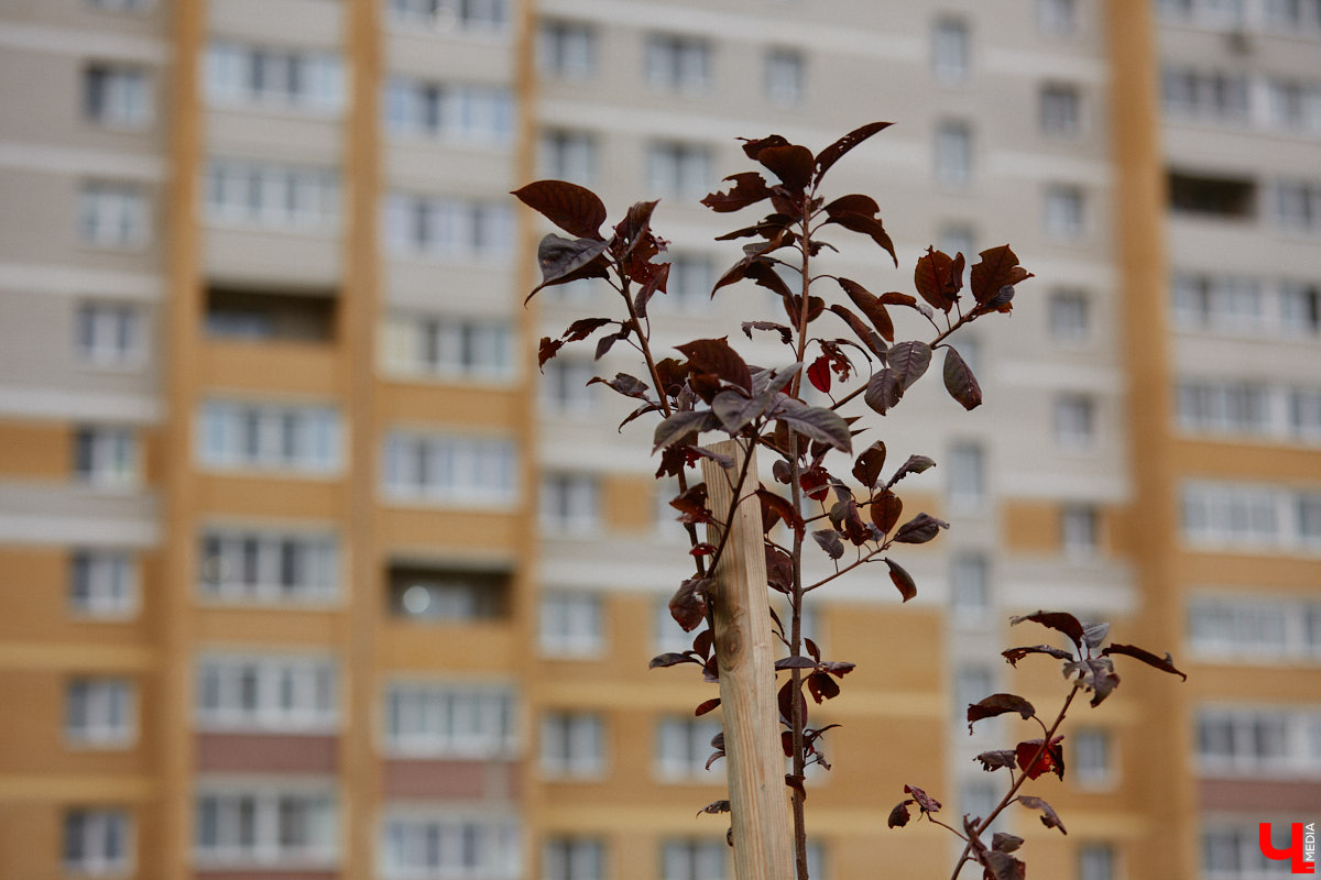 Владимирские улицы не перестают преображаться. В середине лета внешний вид улучшили сразу несколько зон отдыха. На них город, конечно, не остановился. К началу осени ожил еще ряд скверов, а некоторые точки притяжения поставили в режим ожидания.