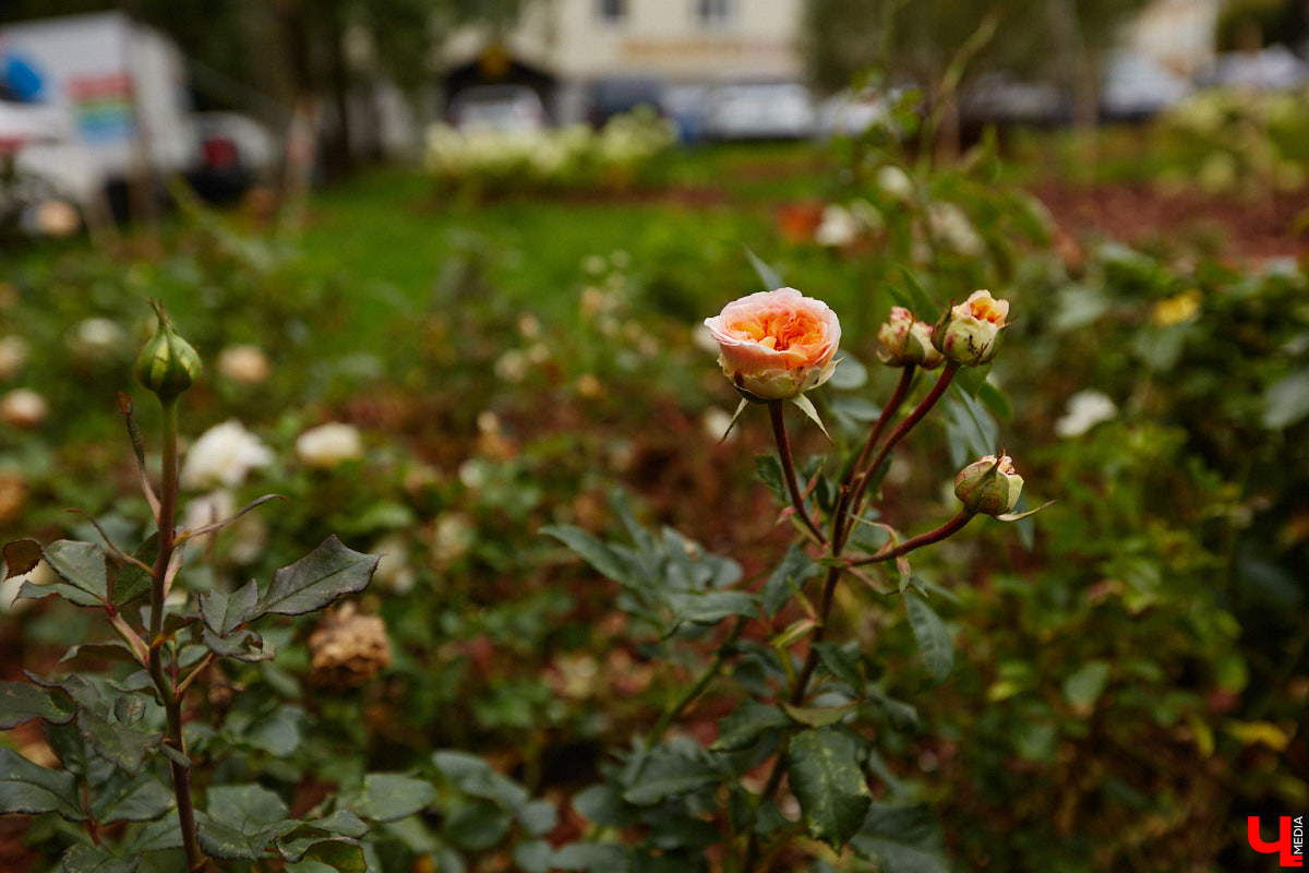 Владимирские улицы не перестают преображаться. В середине лета внешний вид улучшили сразу несколько зон отдыха. На них город, конечно, не остановился. К началу осени ожил еще ряд скверов, а некоторые точки притяжения поставили в режим ожидания.