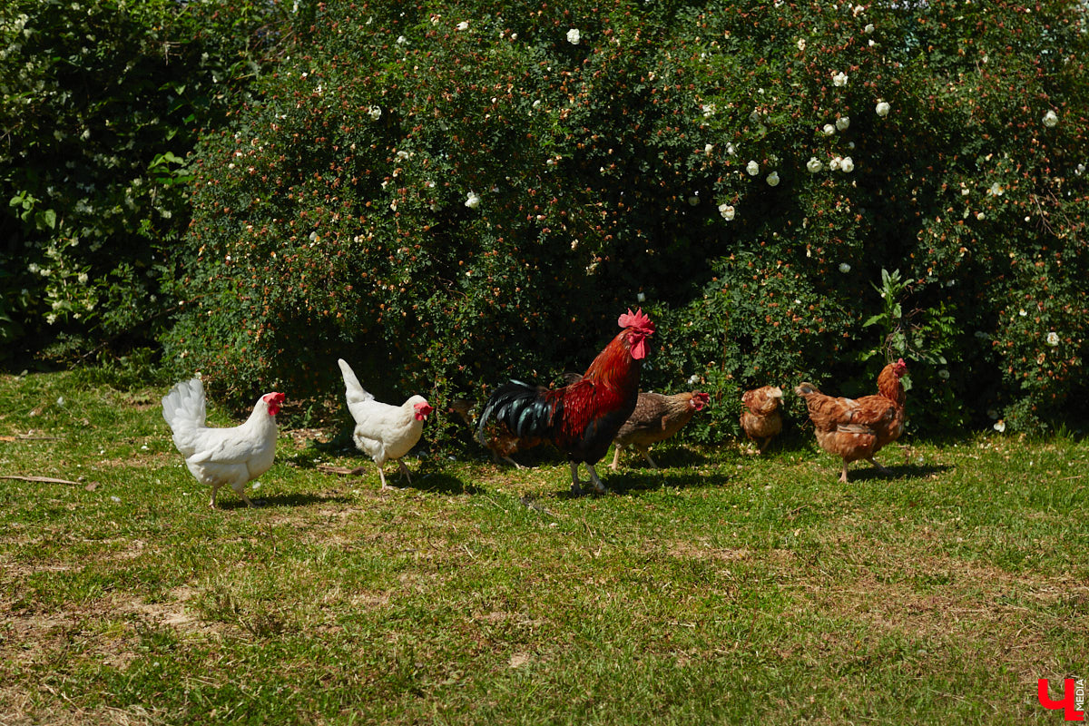 Во Владимирской области подвели итоги 11-го ежегодного конкурса «Самая красивая деревня». Участники с разной численностью населения претендовали на главный приз — 300 тысяч рублей. Кто оказался в лидерах и какие новые номинации присудили населенным пунктам региона на этот раз? Рассказываем!