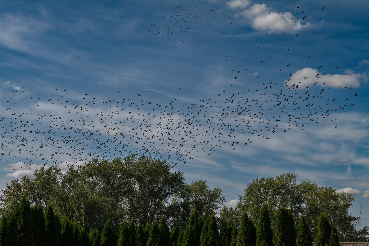 Вы когда-нибудь видели в небе огромную стаю птиц, выписывающих в едином порыве сложные фигуры: волну или знак бесконечности? Если нет, самое время отправиться в Суздаль и насладиться необычным танцем пернатых — мурмурацией.