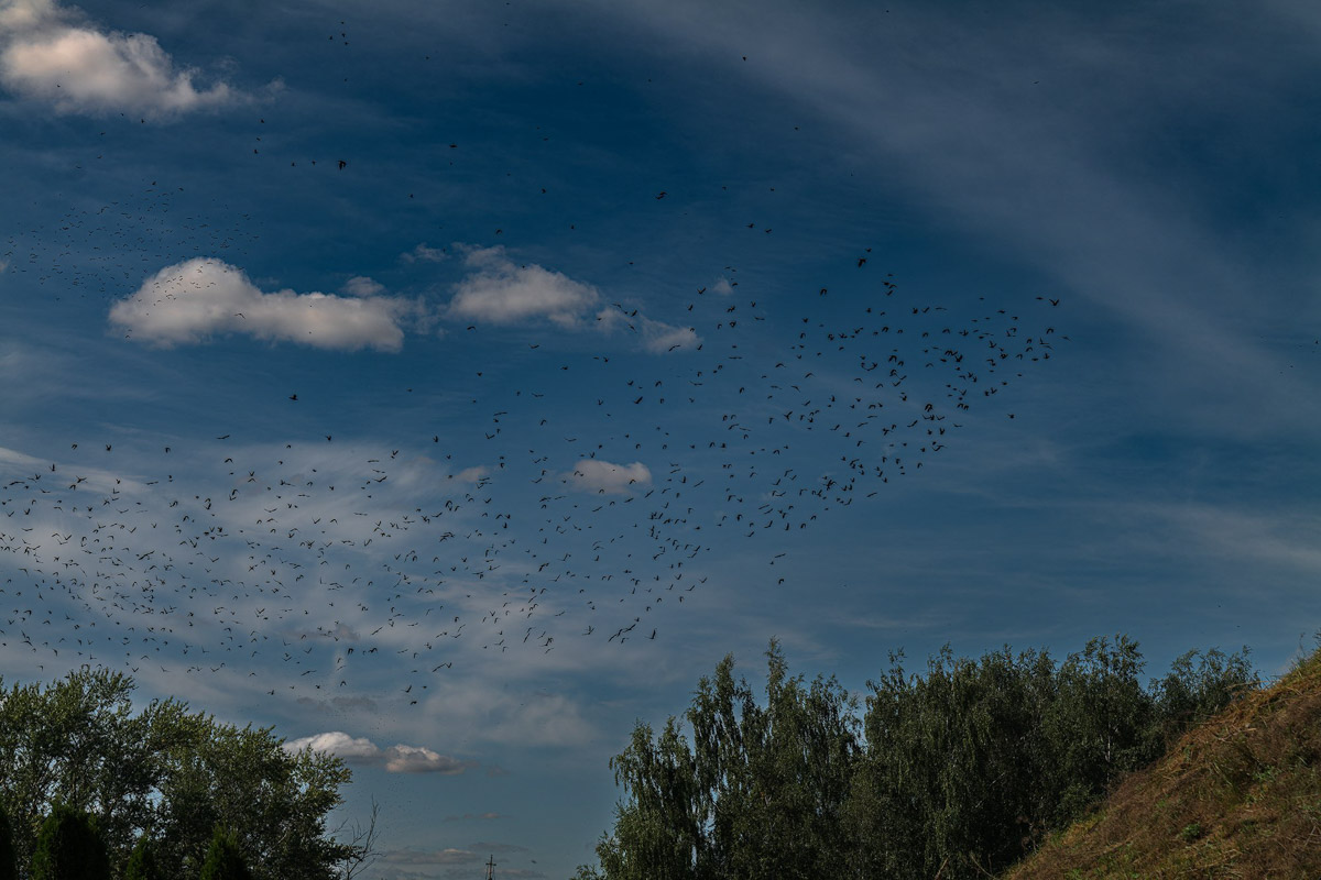 Вы когда-нибудь видели в небе огромную стаю птиц, выписывающих в едином порыве сложные фигуры: волну или знак бесконечности? Если нет, самое время отправиться в Суздаль и насладиться необычным танцем пернатых — мурмурацией.