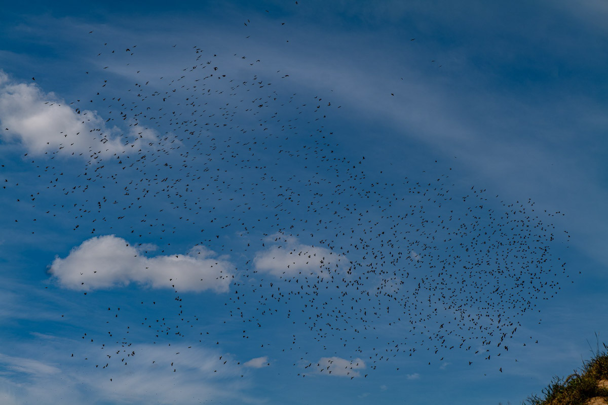 Вы когда-нибудь видели в небе огромную стаю птиц, выписывающих в едином порыве сложные фигуры: волну или знак бесконечности? Если нет, самое время отправиться в Суздаль и насладиться необычным танцем пернатых — мурмурацией.