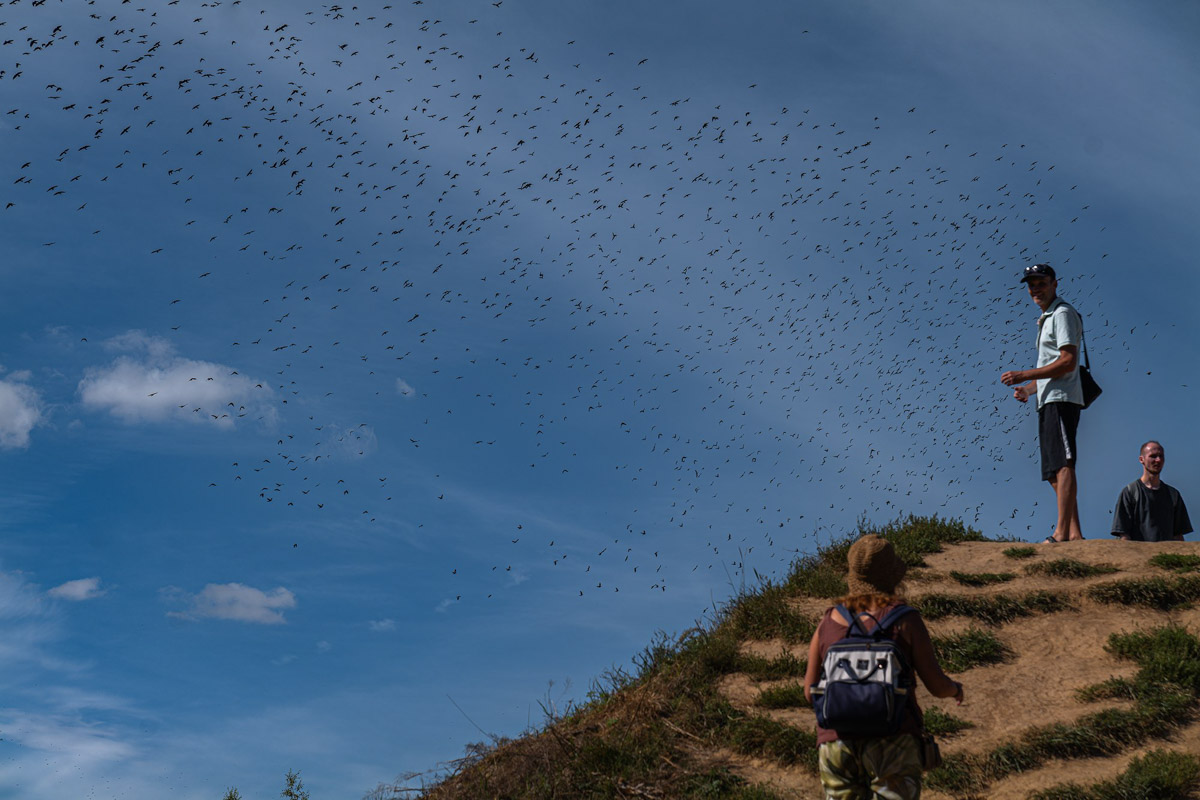 Вы когда-нибудь видели в небе огромную стаю птиц, выписывающих в едином порыве сложные фигуры: волну или знак бесконечности? Если нет, самое время отправиться в Суздаль и насладиться необычным танцем пернатых — мурмурацией.