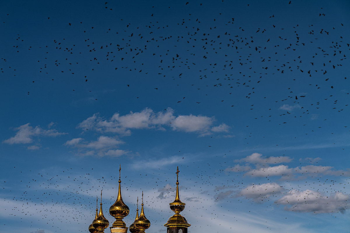 Вы когда-нибудь видели в небе огромную стаю птиц, выписывающих в едином порыве сложные фигуры: волну или знак бесконечности? Если нет, самое время отправиться в Суздаль и насладиться необычным танцем пернатых — мурмурацией.