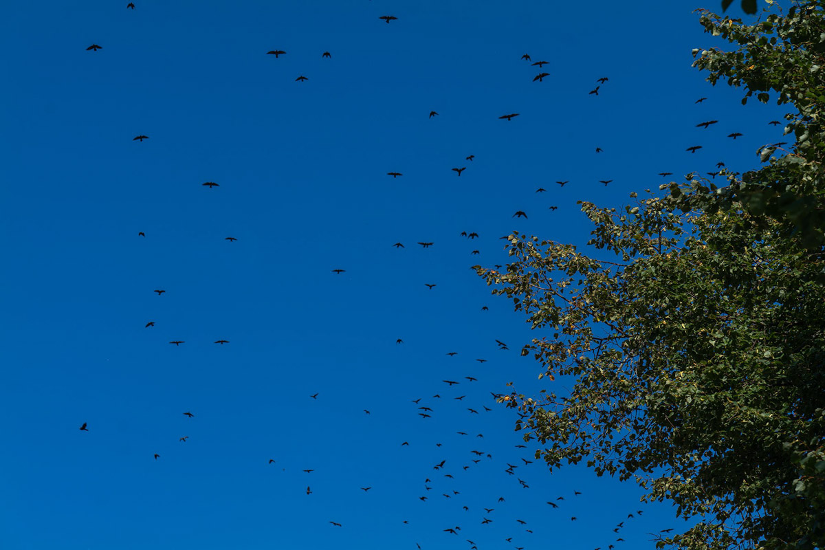 Вы когда-нибудь видели в небе огромную стаю птиц, выписывающих в едином порыве сложные фигуры: волну или знак бесконечности? Если нет, самое время отправиться в Суздаль и насладиться необычным танцем пернатых — мурмурацией.