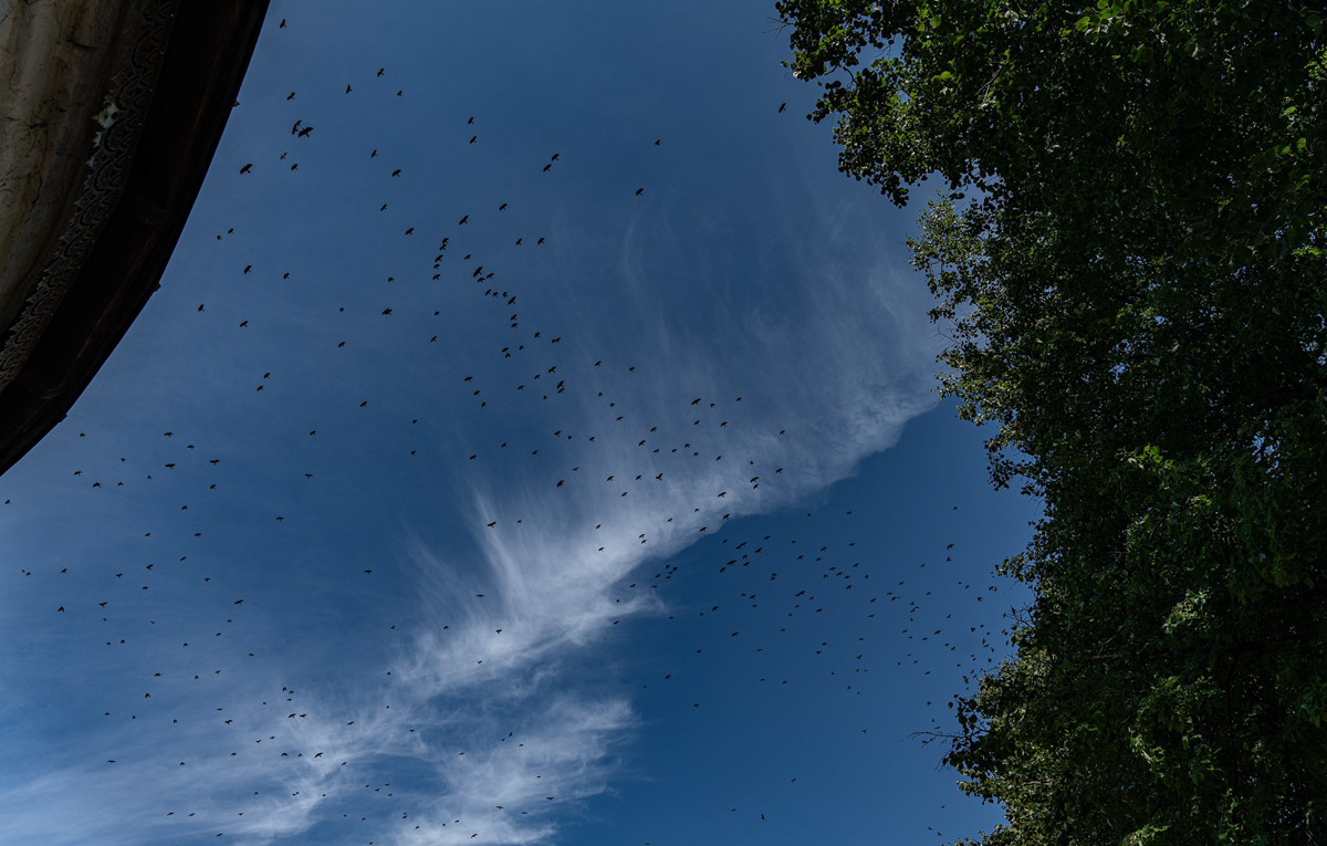 Вы когда-нибудь видели в небе огромную стаю птиц, выписывающих в едином порыве сложные фигуры: волну или знак бесконечности? Если нет, самое время отправиться в Суздаль и насладиться необычным танцем пернатых — мурмурацией.