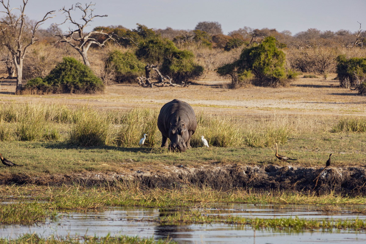 Семь тысяч километров по четырем странам Африки — вот это настоящие приключения! Семья из Владимира явно не прогадала с маршрутом. В течение трех недель любители экзотики ночевали в палатках рядом с бегемотами, встречали львов и жирафов в дикой природе, любовались морскими котиками и фламинго, а также освоили технику экстремального вождения по песку. А еще сделали более тысячи невероятных фотографий, и некоторыми из них поделились с нашим изданием.
