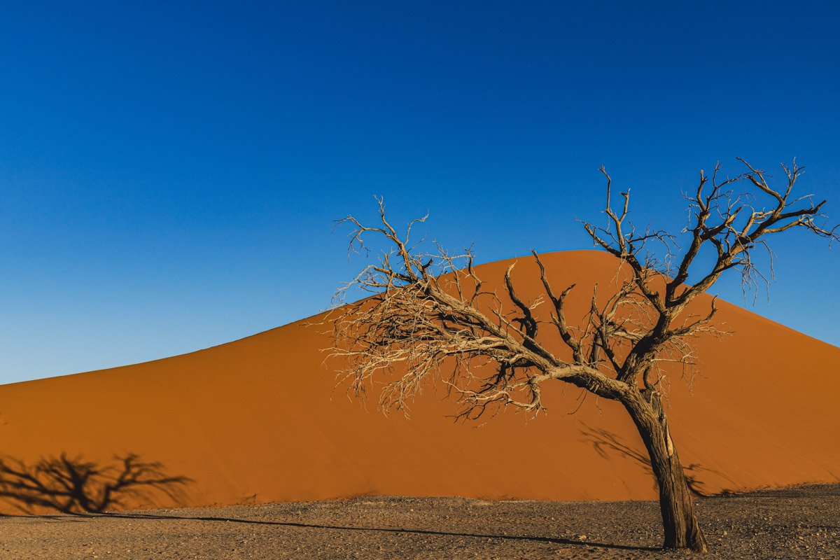 Семь тысяч километров по четырем странам Африки — вот это настоящие приключения! Семья из Владимира явно не прогадала с маршрутом. В течение трех недель любители экзотики ночевали в палатках рядом с бегемотами, встречали львов и жирафов в дикой природе, любовались морскими котиками и фламинго, а также освоили технику экстремального вождения по песку. А еще сделали более тысячи невероятных фотографий, и некоторыми из них поделились с нашим изданием.