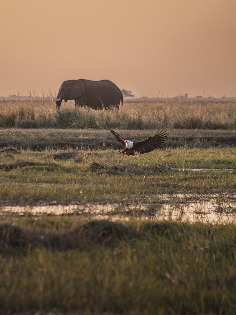 Семь тысяч километров по четырем странам Африки — вот это настоящие приключения! Семья из Владимира явно не прогадала с маршрутом. В течение трех недель любители экзотики ночевали в палатках рядом с бегемотами, встречали львов и жирафов в дикой природе, любовались морскими котиками и фламинго, а также освоили технику экстремального вождения по песку. А еще сделали более тысячи невероятных фотографий, и некоторыми из них поделились с нашим изданием.