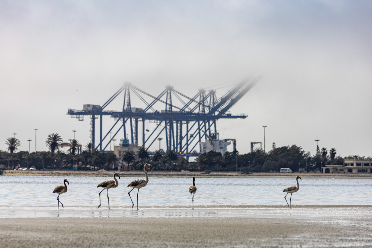 Семь тысяч километров по четырем странам Африки — вот это настоящие приключения! Семья из Владимира явно не прогадала с маршрутом. В течение трех недель любители экзотики ночевали в палатках рядом с бегемотами, встречали львов и жирафов в дикой природе, любовались морскими котиками и фламинго, а также освоили технику экстремального вождения по песку. А еще сделали более тысячи невероятных фотографий, и некоторыми из них поделились с нашим изданием.