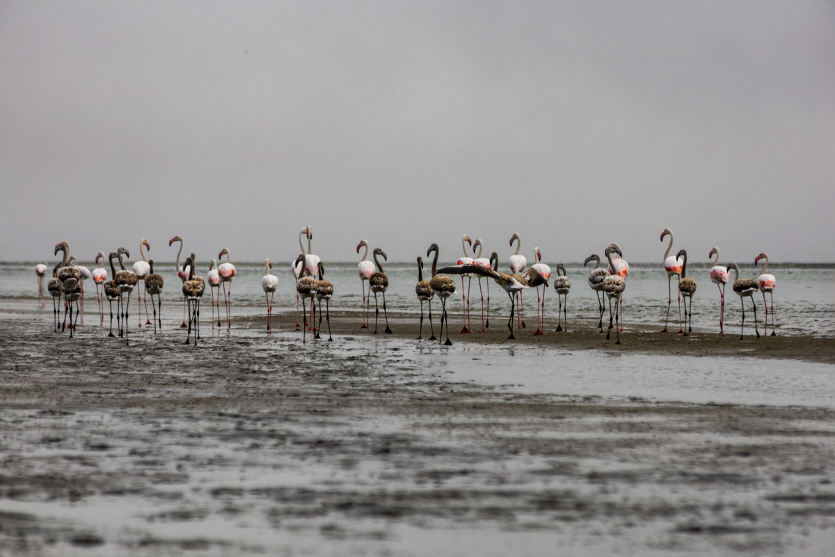 Семь тысяч километров по четырем странам Африки — вот это настоящие приключения! Семья из Владимира явно не прогадала с маршрутом. В течение трех недель любители экзотики ночевали в палатках рядом с бегемотами, встречали львов и жирафов в дикой природе, любовались морскими котиками и фламинго, а также освоили технику экстремального вождения по песку. А еще сделали более тысячи невероятных фотографий, и некоторыми из них поделились с нашим изданием.