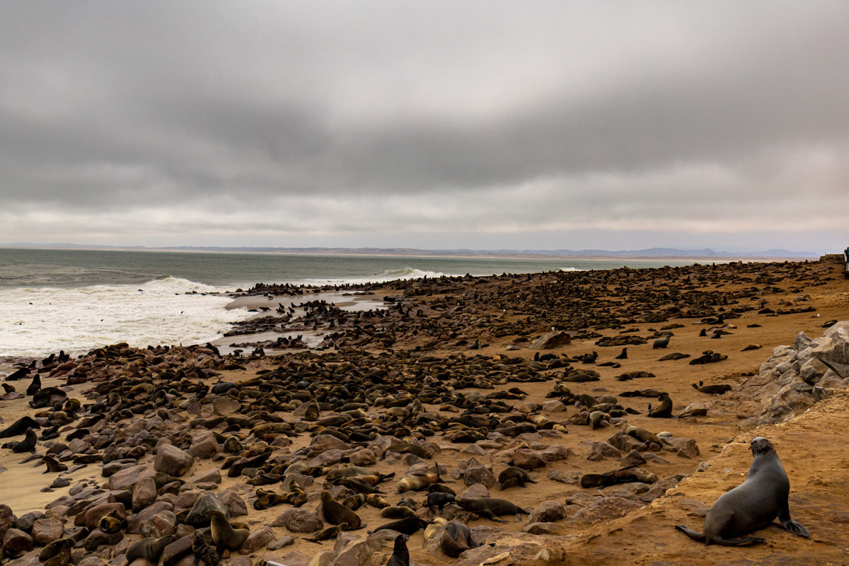 Семь тысяч километров по четырем странам Африки — вот это настоящие приключения! Семья из Владимира явно не прогадала с маршрутом. В течение трех недель любители экзотики ночевали в палатках рядом с бегемотами, встречали львов и жирафов в дикой природе, любовались морскими котиками и фламинго, а также освоили технику экстремального вождения по песку. А еще сделали более тысячи невероятных фотографий, и некоторыми из них поделились с нашим изданием.