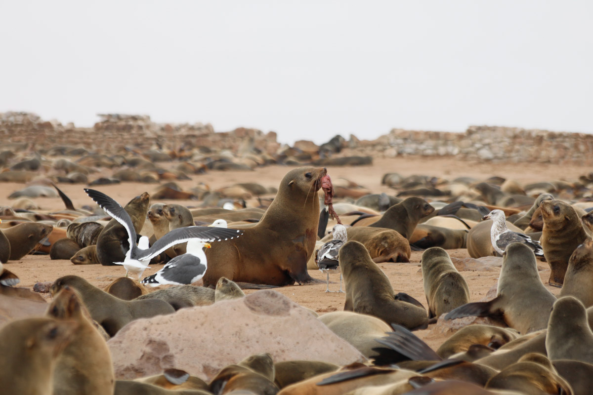 Семь тысяч километров по четырем странам Африки — вот это настоящие приключения! Семья из Владимира явно не прогадала с маршрутом. В течение трех недель любители экзотики ночевали в палатках рядом с бегемотами, встречали львов и жирафов в дикой природе, любовались морскими котиками и фламинго, а также освоили технику экстремального вождения по песку. А еще сделали более тысячи невероятных фотографий, и некоторыми из них поделились с нашим изданием.