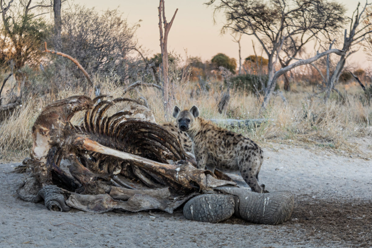 Семь тысяч километров по четырем странам Африки — вот это настоящие приключения! Семья из Владимира явно не прогадала с маршрутом. В течение трех недель любители экзотики ночевали в палатках рядом с бегемотами, встречали львов и жирафов в дикой природе, любовались морскими котиками и фламинго, а также освоили технику экстремального вождения по песку. А еще сделали более тысячи невероятных фотографий, и некоторыми из них поделились с нашим изданием.