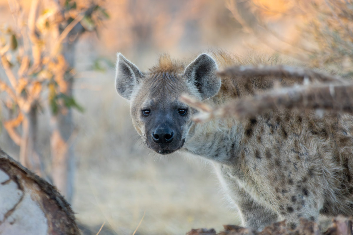 Семь тысяч километров по четырем странам Африки — вот это настоящие приключения! Семья из Владимира явно не прогадала с маршрутом. В течение трех недель любители экзотики ночевали в палатках рядом с бегемотами, встречали львов и жирафов в дикой природе, любовались морскими котиками и фламинго, а также освоили технику экстремального вождения по песку. А еще сделали более тысячи невероятных фотографий, и некоторыми из них поделились с нашим изданием.