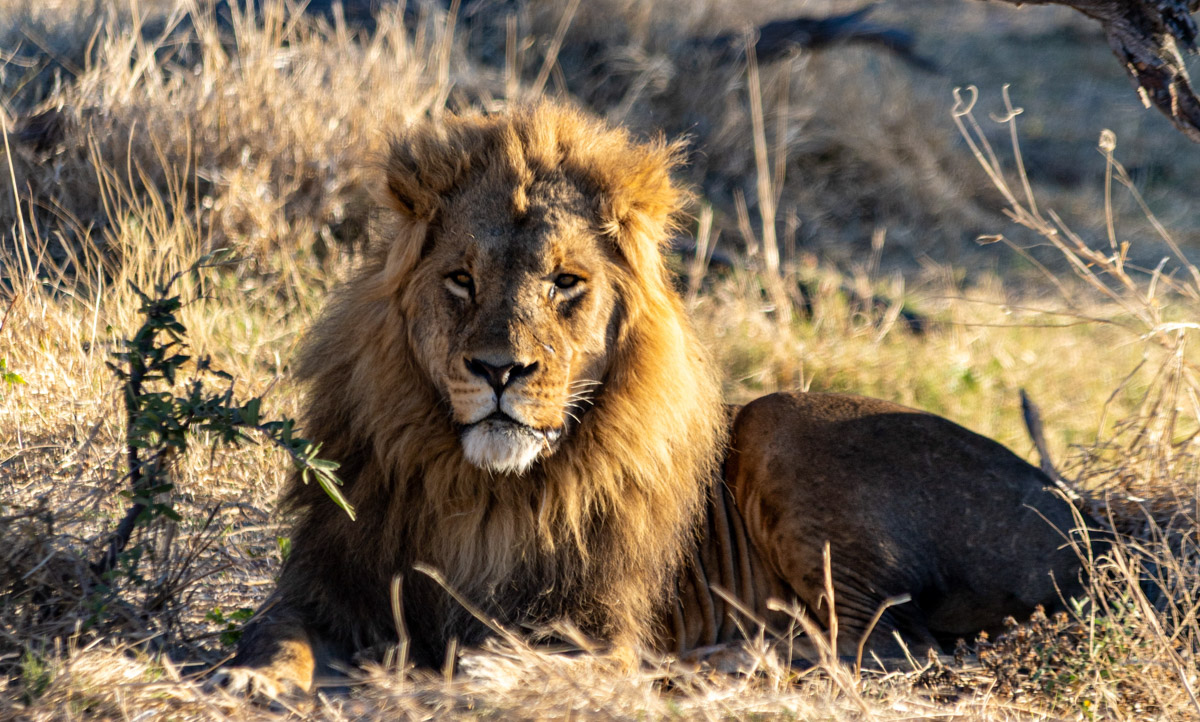 Семь тысяч километров по четырем странам Африки — вот это настоящие приключения! Семья из Владимира явно не прогадала с маршрутом. В течение трех недель любители экзотики ночевали в палатках рядом с бегемотами, встречали львов и жирафов в дикой природе, любовались морскими котиками и фламинго, а также освоили технику экстремального вождения по песку. А еще сделали более тысячи невероятных фотографий, и некоторыми из них поделились с нашим изданием.