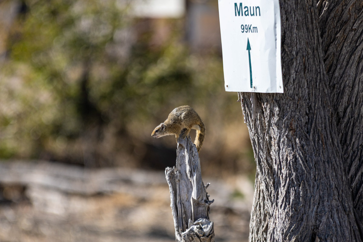 Семь тысяч километров по четырем странам Африки — вот это настоящие приключения! Семья из Владимира явно не прогадала с маршрутом. В течение трех недель любители экзотики ночевали в палатках рядом с бегемотами, встречали львов и жирафов в дикой природе, любовались морскими котиками и фламинго, а также освоили технику экстремального вождения по песку. А еще сделали более тысячи невероятных фотографий, и некоторыми из них поделились с нашим изданием.