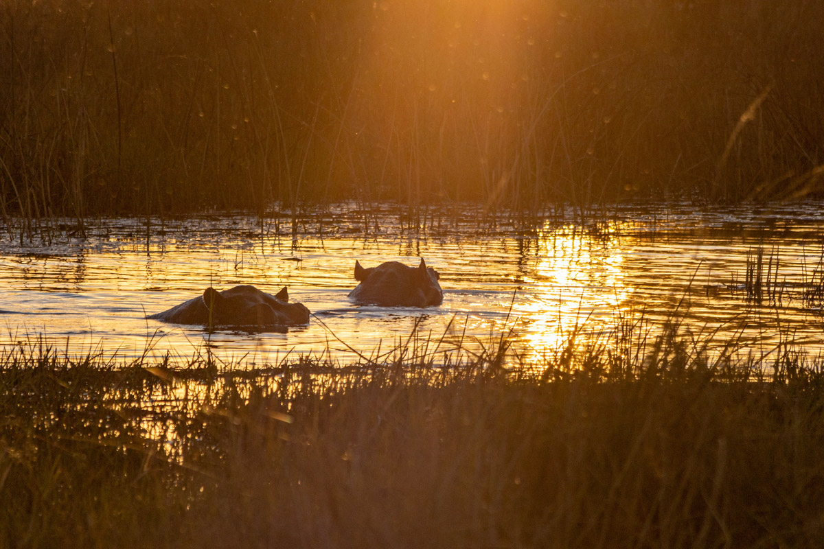 Семь тысяч километров по четырем странам Африки — вот это настоящие приключения! Семья из Владимира явно не прогадала с маршрутом. В течение трех недель любители экзотики ночевали в палатках рядом с бегемотами, встречали львов и жирафов в дикой природе, любовались морскими котиками и фламинго, а также освоили технику экстремального вождения по песку. А еще сделали более тысячи невероятных фотографий, и некоторыми из них поделились с нашим изданием.