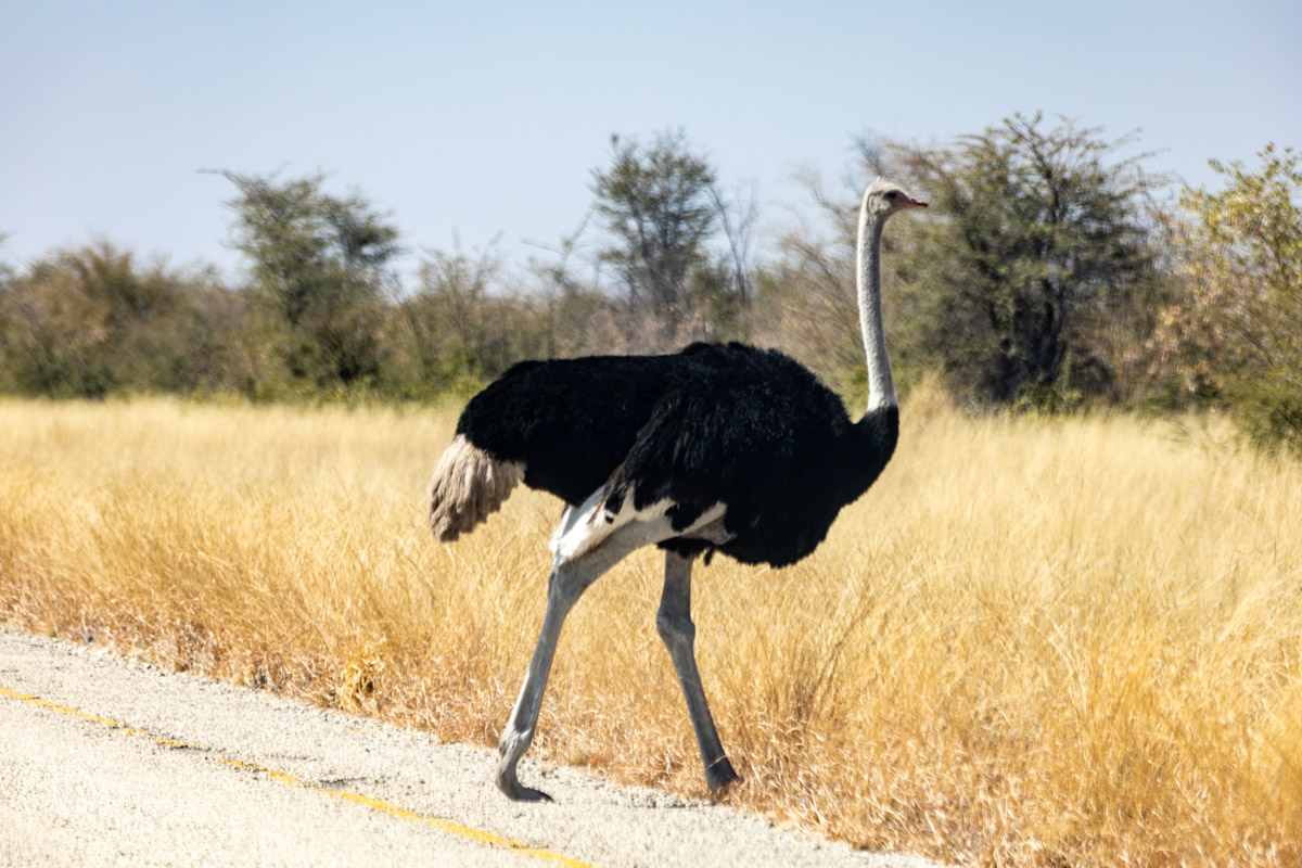 Семь тысяч километров по четырем странам Африки — вот это настоящие приключения! Семья из Владимира явно не прогадала с маршрутом. В течение трех недель любители экзотики ночевали в палатках рядом с бегемотами, встречали львов и жирафов в дикой природе, любовались морскими котиками и фламинго, а также освоили технику экстремального вождения по песку. А еще сделали более тысячи невероятных фотографий, и некоторыми из них поделились с нашим изданием.