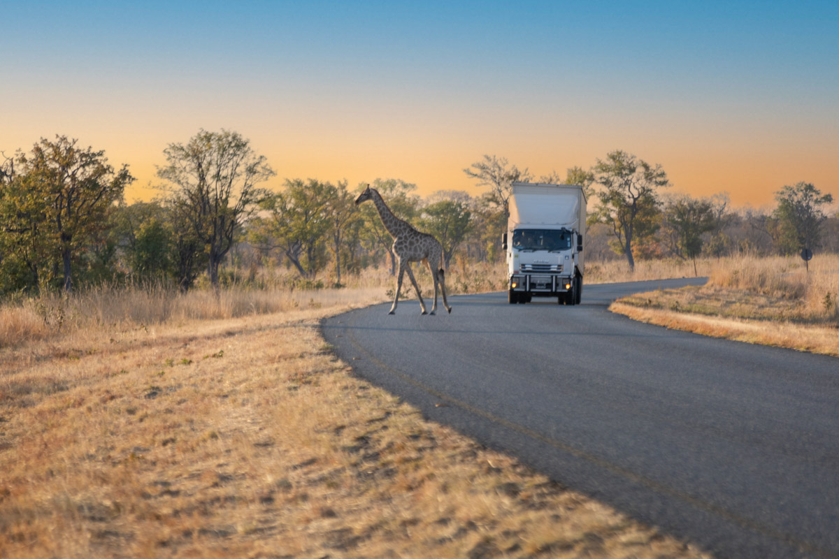 Семь тысяч километров по четырем странам Африки — вот это настоящие приключения! Семья из Владимира явно не прогадала с маршрутом. В течение трех недель любители экзотики ночевали в палатках рядом с бегемотами, встречали львов и жирафов в дикой природе, любовались морскими котиками и фламинго, а также освоили технику экстремального вождения по песку. А еще сделали более тысячи невероятных фотографий, и некоторыми из них поделились с нашим изданием.