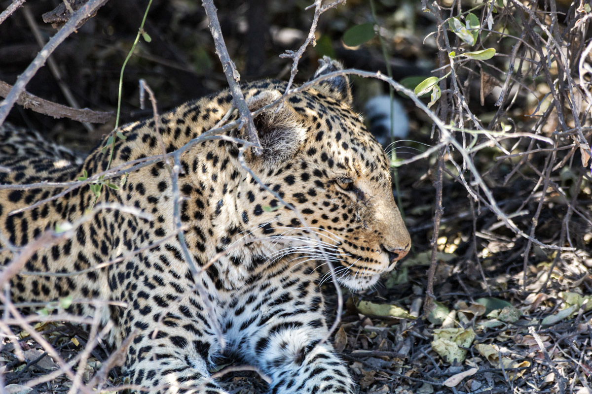 Семь тысяч километров по четырем странам Африки — вот это настоящие приключения! Семья из Владимира явно не прогадала с маршрутом. В течение трех недель любители экзотики ночевали в палатках рядом с бегемотами, встречали львов и жирафов в дикой природе, любовались морскими котиками и фламинго, а также освоили технику экстремального вождения по песку. А еще сделали более тысячи невероятных фотографий, и некоторыми из них поделились с нашим изданием.