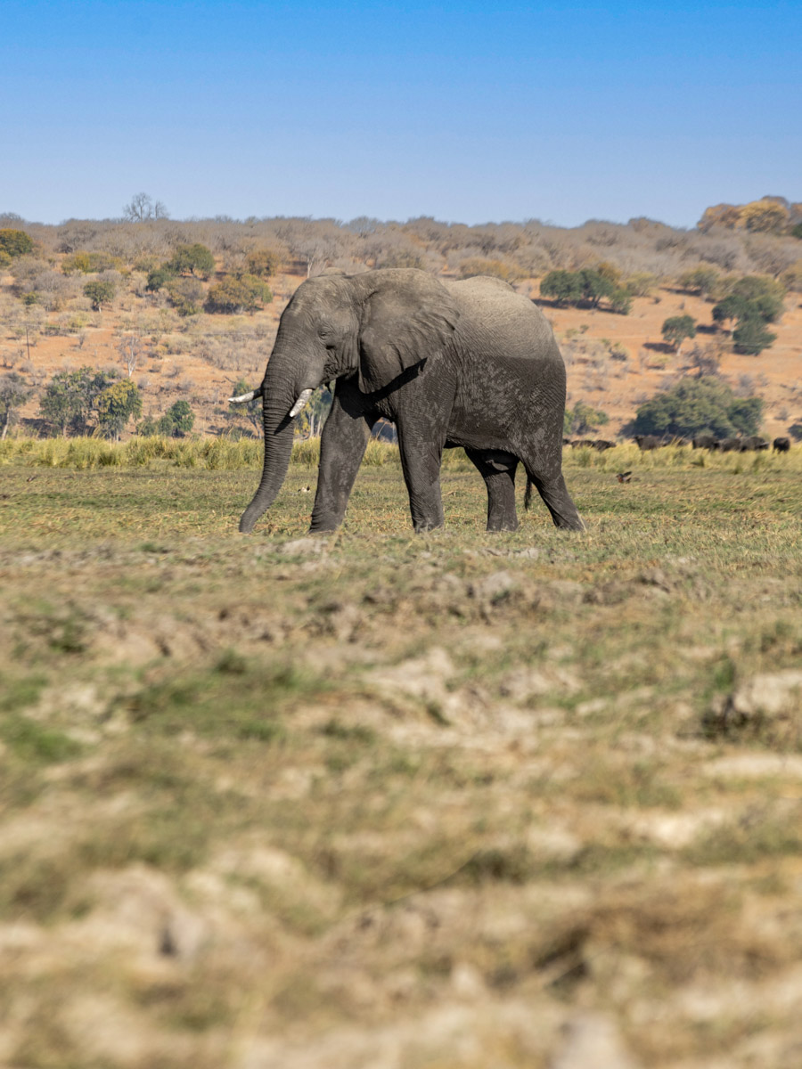Семь тысяч километров по четырем странам Африки — вот это настоящие приключения! Семья из Владимира явно не прогадала с маршрутом. В течение трех недель любители экзотики ночевали в палатках рядом с бегемотами, встречали львов и жирафов в дикой природе, любовались морскими котиками и фламинго, а также освоили технику экстремального вождения по песку. А еще сделали более тысячи невероятных фотографий, и некоторыми из них поделились с нашим изданием.