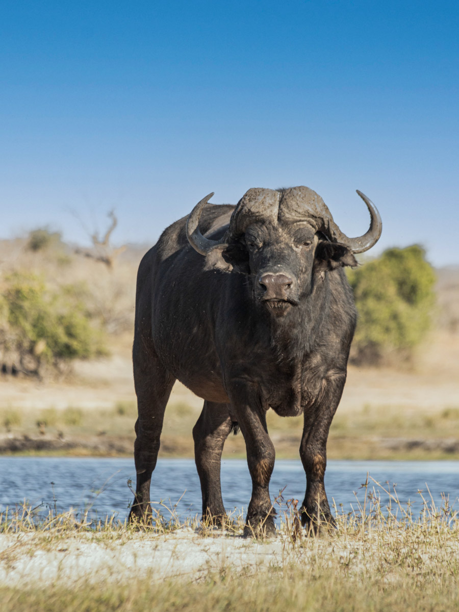 Семь тысяч километров по четырем странам Африки — вот это настоящие приключения! Семья из Владимира явно не прогадала с маршрутом. В течение трех недель любители экзотики ночевали в палатках рядом с бегемотами, встречали львов и жирафов в дикой природе, любовались морскими котиками и фламинго, а также освоили технику экстремального вождения по песку. А еще сделали более тысячи невероятных фотографий, и некоторыми из них поделились с нашим изданием.