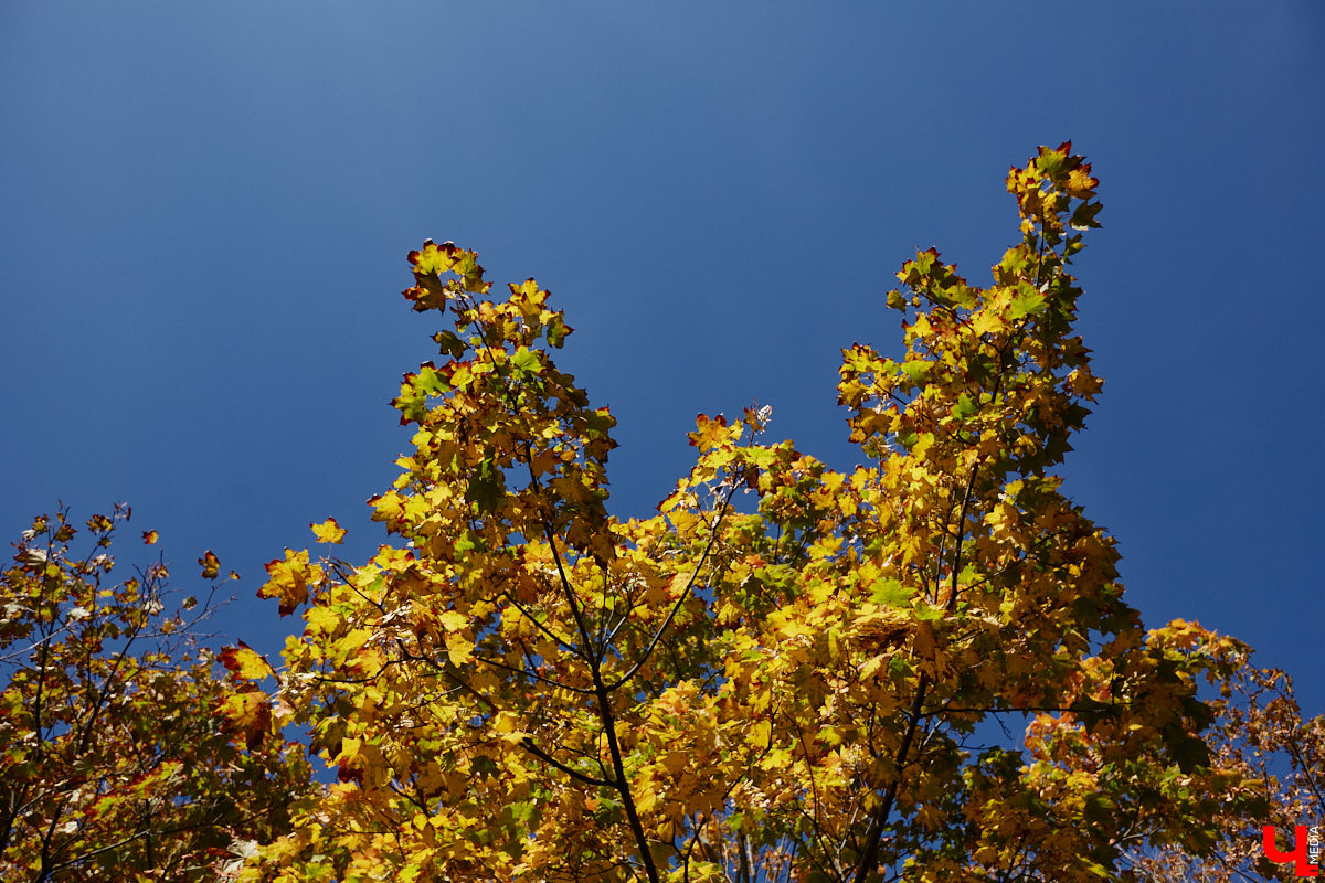В прошлом году сентябрь ставил температурные рекорды, поэтому и в 2025 году мы отчаянно надеялись на продолжение лета. Увы, порадовал нас первый месяц сезона только парой солнечных недель. По прогнозам синоптиков, в конце семидневки жители 33-го региона почувствуют дыхание осени.