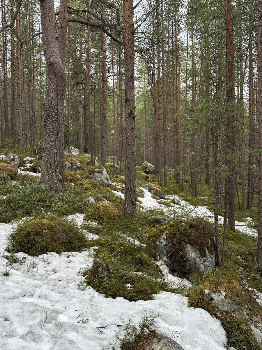 Териберка — это особое место. Край земли, символ красоты северной природы. Мария Гусева всегда хотела там оказаться. И вот подвернулась возможность. Супруг, воодушевившись рабочей поездкой на Кольский полуостров, организовал автопутешествие в Арктику для всей семьи. Забегая вперед, скажем: тур получился очень насыщенным!