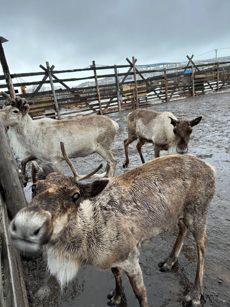 Териберка — это особое место. Край земли, символ красоты северной природы. Мария Гусева всегда хотела там оказаться. И вот подвернулась возможность. Супруг, воодушевившись рабочей поездкой на Кольский полуостров, организовал автопутешествие в Арктику для всей семьи. Забегая вперед, скажем: тур получился очень насыщенным!