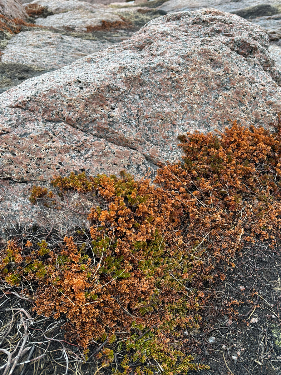 Териберка — это особое место. Край земли, символ красоты северной природы. Мария Гусева всегда хотела там оказаться. И вот подвернулась возможность. Супруг, воодушевившись рабочей поездкой на Кольский полуостров, организовал автопутешествие в Арктику для всей семьи. Забегая вперед, скажем: тур получился очень насыщенным!