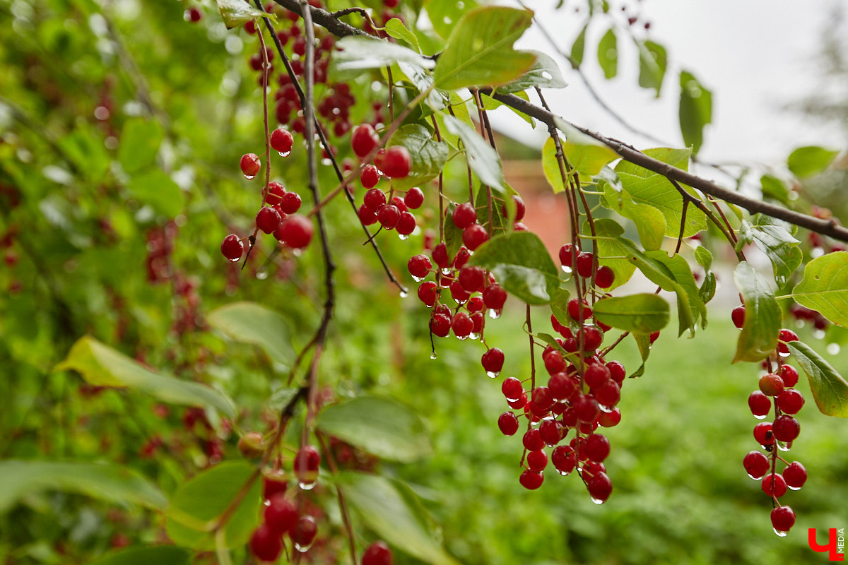 Сентябрь решил устроить владимирцам прощальный сюрприз — целую неделю солнечной погоды, да еще и практически без дождей. К тому же на улице будет не так холодно. С начала октября стартует потепление, правда, недолгое. Что еще? Читайте в нашем прогнозе.