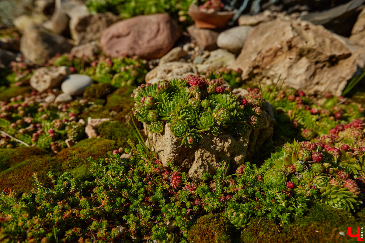 Чего только не       умеют человеческие руки! Подтверждение этому       — фантастический дом в       Юрьеве-Польском, который самостоятельно украсили мастерица Светлана Дракус и       ее       семья. Необычную постройку видно издалека, неудивительно, что она привлекает внимание как местных жителей, так и       туристов. «Ключ-Медиа» побывал в       сказочной крепости и       узнал у       хозяйки участка, откуда она черпает идеи и       как создает подобную красоту.