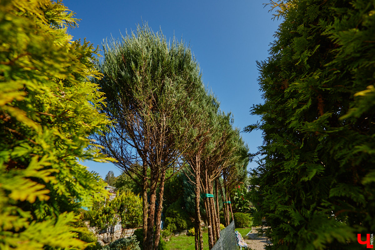 Чего только не       умеют человеческие руки! Подтверждение этому       — фантастический дом в       Юрьеве-Польском, который самостоятельно украсили мастерица Светлана Дракус и       ее       семья. Необычную постройку видно издалека, неудивительно, что она привлекает внимание как местных жителей, так и       туристов. «Ключ-Медиа» побывал в       сказочной крепости и       узнал у       хозяйки участка, откуда она черпает идеи и       как создает подобную красоту.