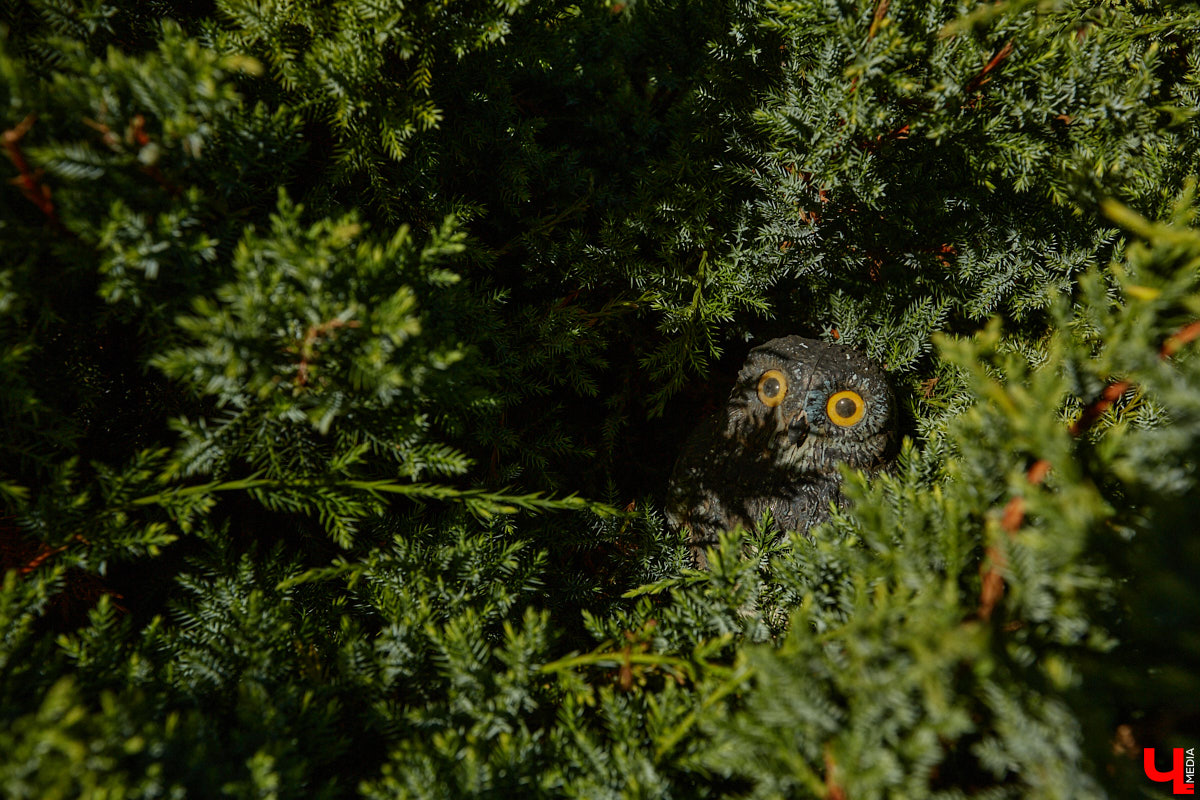 Чего только не       умеют человеческие руки! Подтверждение этому       — фантастический дом в       Юрьеве-Польском, который самостоятельно украсили мастерица Светлана Дракус и       ее       семья. Необычную постройку видно издалека, неудивительно, что она привлекает внимание как местных жителей, так и       туристов. «Ключ-Медиа» побывал в       сказочной крепости и       узнал у       хозяйки участка, откуда она черпает идеи и       как создает подобную красоту.