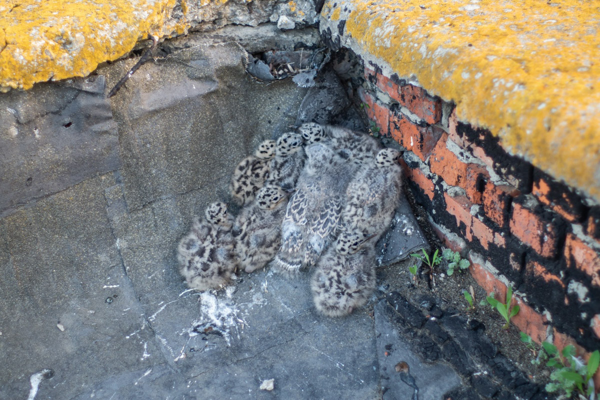 ВТЗ являлся одним из знаковых предприятий региона, а легендарный «Владимирец» был известен во всем мире. Сейчас это дела минувших лет, которые, к счастью, не спешат забывать. Каким был завод (а точнее, то, что от него осталось) пять лет назад, мы вспоминаем, листая кадры из архива местного фотографа Ивана Матвеева.