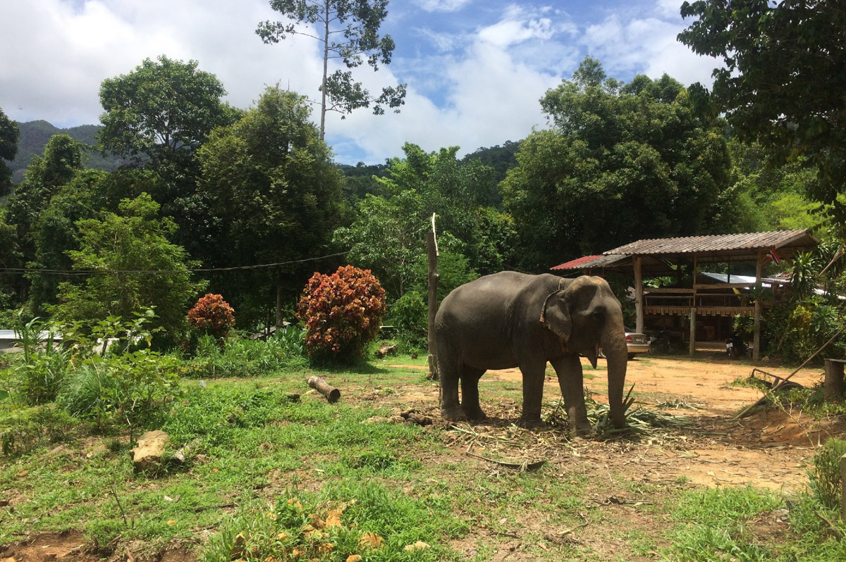 Владимирский бегун Владислав Демьянов побил рекорд тайского Koh Chang Trail