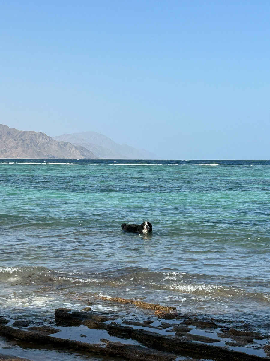 В жизни психолога из Владимира Татьяны Пошаталовой есть место и для спорта, и для путешествий. Более того, они могут гармонично дополнять друг друга. Например, на отдыхе в Анталье и Дахабе девушка не грелась у моря, а покоряла скалы и наслаждалась свободой за пределами однообразных отелей.