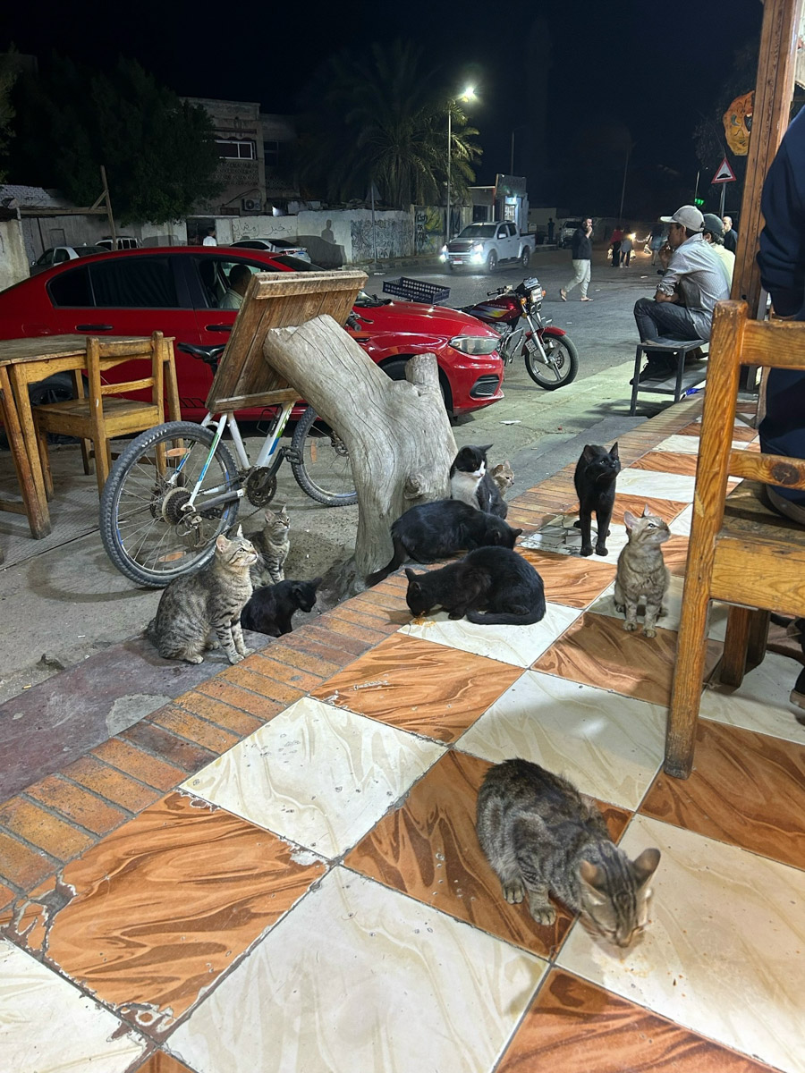 В жизни психолога из Владимира Татьяны Пошаталовой есть место и для спорта, и для путешествий. Более того, они могут гармонично дополнять друг друга. Например, на отдыхе в Анталье и Дахабе девушка не грелась у моря, а покоряла скалы и наслаждалась свободой за пределами однообразных отелей.